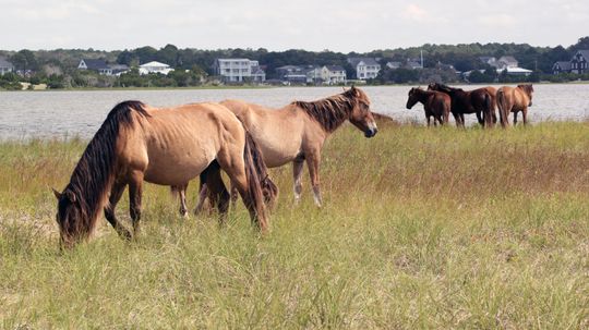 How Do Animals Survive Major Storms?