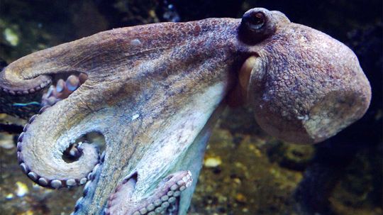 5 Animals Whose Blood Isn't Red