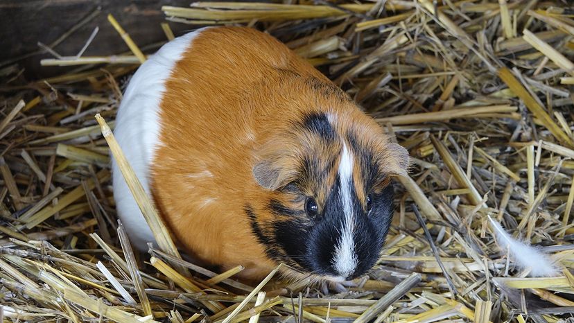 teddy guinea pig
