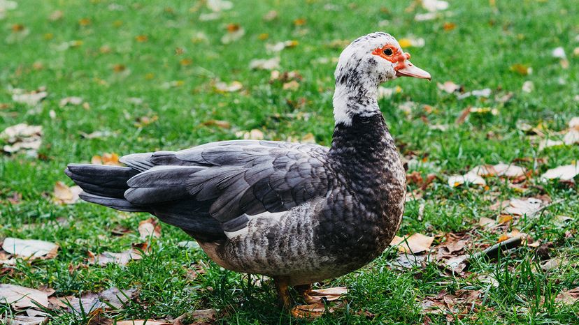 Muscovy duck