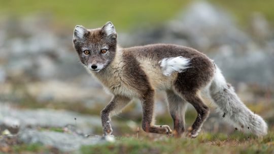 How Many Animals That Start With 'A' Can You Name?