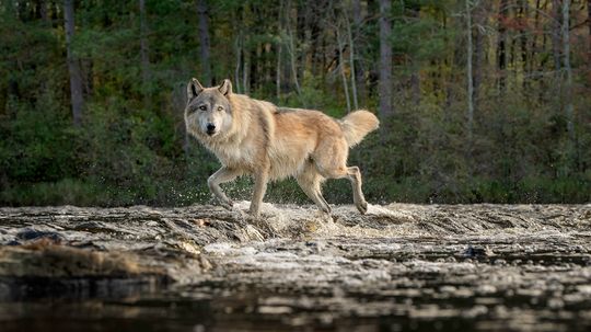 Husky vs. Wolf: Look-alike Doesn't Mean Act-alike