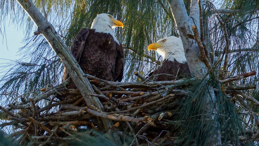Bald eagles in nest