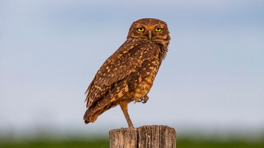 12 Nocturnal Animals: List of Creatures That Thrive at Night