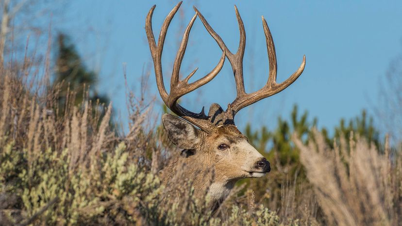 Mule Deer