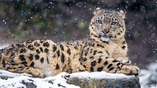 15 Animals That Start With 'S': From Sea Lions to Scarlet Macaws