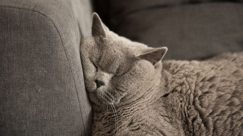 British Shorthair cat
