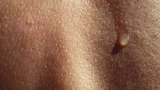 Do vegetarians have smellier sweat than omnivores?